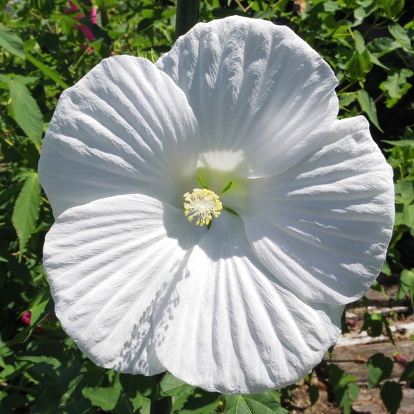 タイタンビカス 3.5号 エルフ (トールタイプ)|草花01-D1