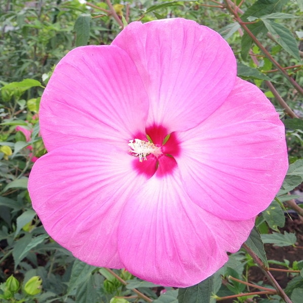 タイタンビカス 3.5号 プレアデス （トールタイプ）｜草花01-D1