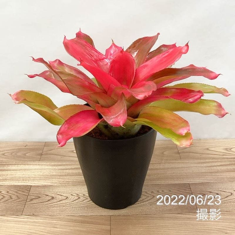 ネオレゲリア 6号 グレース Grace｜観葉01-D1