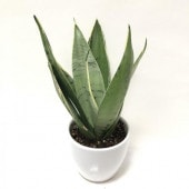 ユッカ 8号 デスメティアーナ（Yucca desmetiana）｜花木01-D1