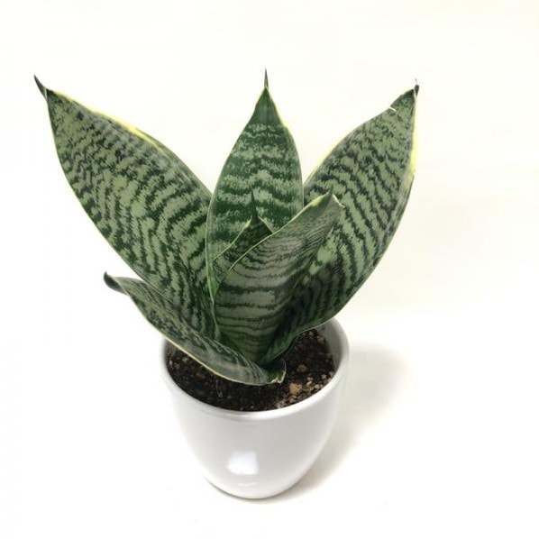 サンスベリア 3.5号 グリーンハニー 白陶器鉢仕様｜観葉02-D2