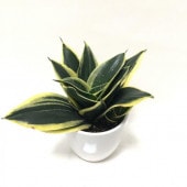 サンスベリア 4号 ゼラニカ コンパクタ 白陶器鉢仕様｜観葉02-D2
