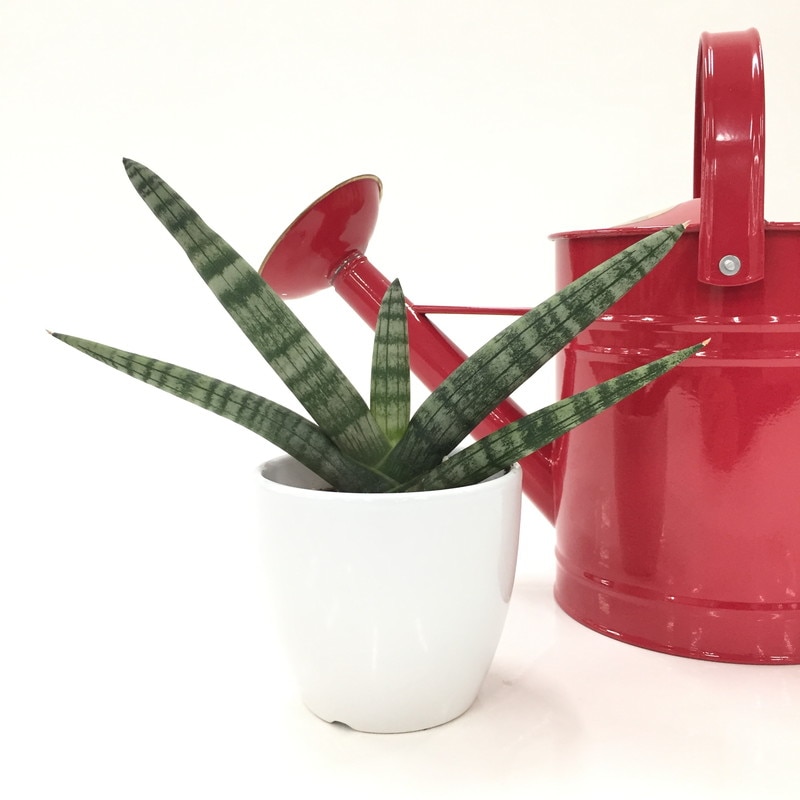 サンスベリア 3.5号 ボンセレンシス 白陶器鉢植え｜観葉02-D2