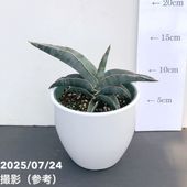 シンビジューム アーチ 8号陶器鉢 5本立 エンゼルナースユキ 冬の