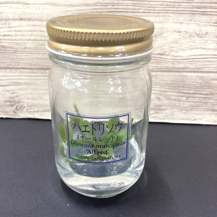 ビンの中で育む植物 植物ラボ ハエトリソウ : Dionea muscipula 'All red''※お届けまでに最大14日|観葉07-TU
