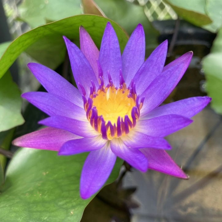 熱帯スイレン 4号 ティナ｜草花01-D1