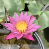 R7年ミスマフェット花芽4本 #6 まもなく開花〜開花 花芽4個以上＞ミスマフェット 4号（赤花系種