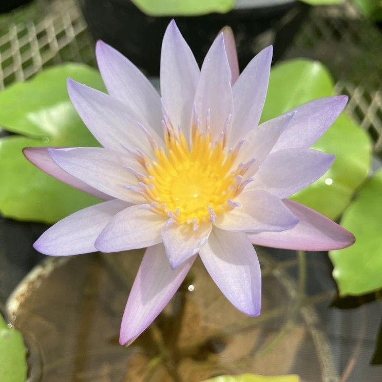 赤塚植物園自社農場,熱帯スイレン,スイレン7号の購入なら赤塚植物園