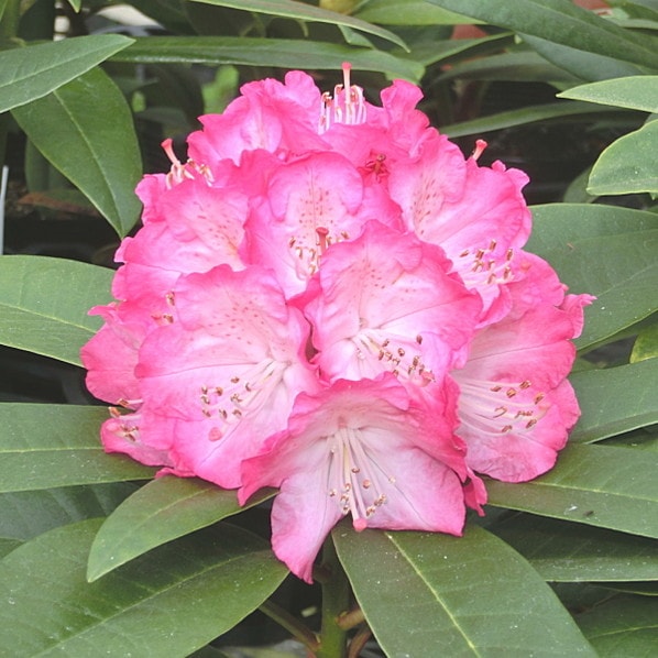 【期間限定10%OFF!】シャクナゲ スーパーローディー 5号 スイートハート|花木01-D1