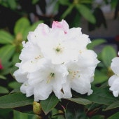 スイレン花 熱帯スイレン 7号 ムラサキシキブ｜草花01-D1 | 赤塚植物園自社