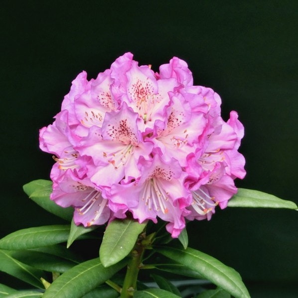 シャクナゲ スーパーローディー 5号 パープルジュエル｜花木01-D1