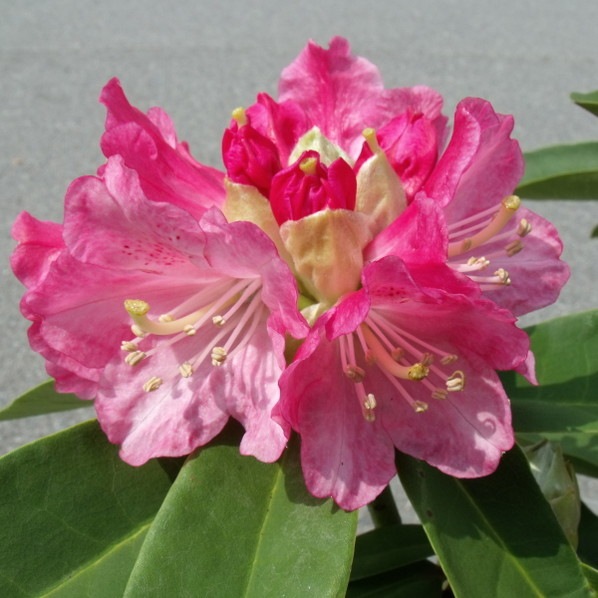 シャクナゲ スーパーローディー 5号 ピーチパイ|花木01-D1