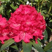 ユッカ 6号 レクルビフォリア（Yucca recurvifolia pendula）｜花木01