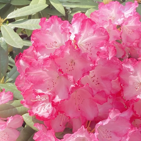 シャクナゲ スーパーローディー 6号 ミセスフジイ|花木01-D1