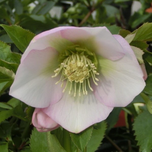 【期間限定10%OFF!】クリスマスローズ 伊勢みやび 3.5号 うすぎぬ|山野01-D1