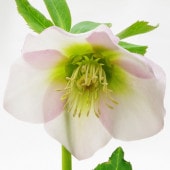 一点物】加藤農園 クリスマスローズ アフロディーテ 4.5号深ポリ（KT7