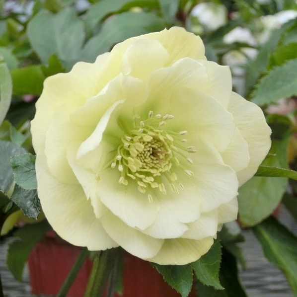 【期間限定10％OFF！】クリスマスローズ 伊勢みやび 5号 おぼろ月｜山野01-D1