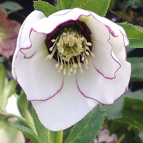 【期間限定10％OFF！】クリスマスローズ 伊勢みやび 3.5号 春霜｜山野01-D1