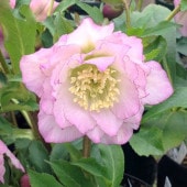 7522 認定！グロッシーレッド　クリスマスローズ開花加藤農園 2025年最新】加藤農園クリスマスローズの人気アイテム - メルカリ