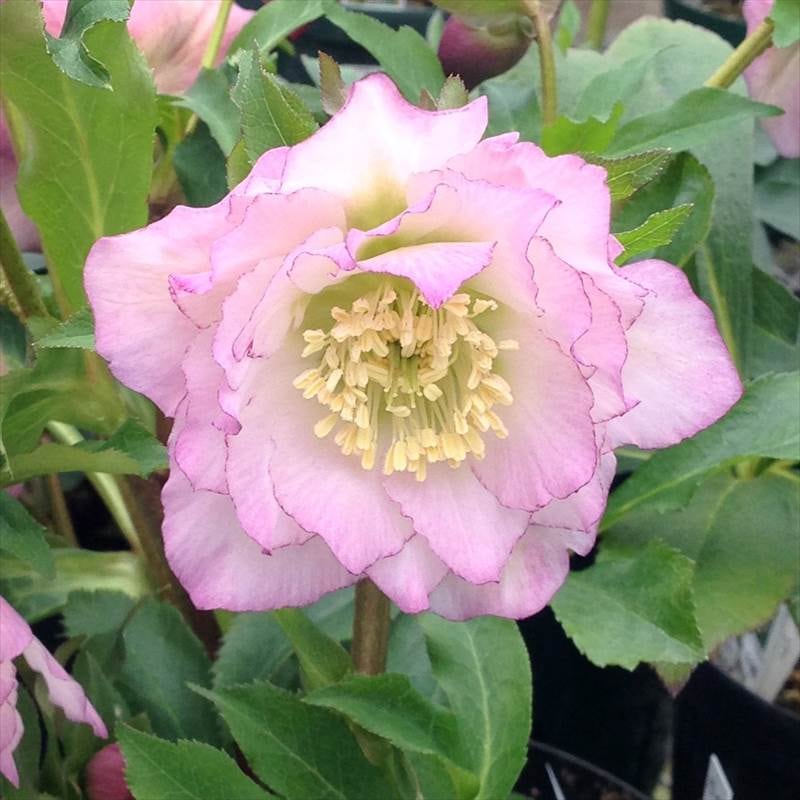 クリスマスローズ 桃酔