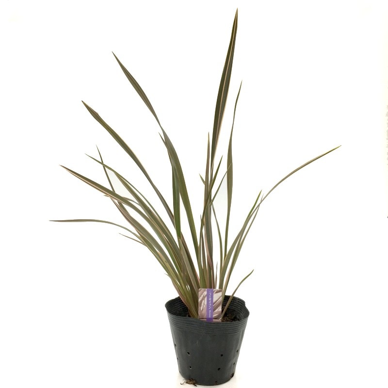 ドライガーデンの主役！ニューサイラン ピンクフラミンゴ 5号苗  ※お届けに10日程度かかる場合がございます。｜草花04-PA