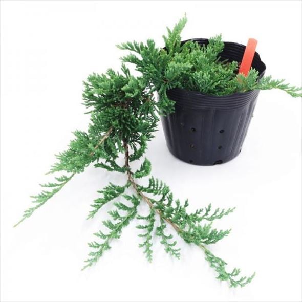 常緑・這性（はいせい）コニファー ウィルトニー 5号 ※お届けに10日程度かかる場合がございます。｜花木10-TN