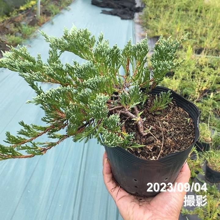 常緑・這性（はいせい）コニファー バーハーバー 5号 ※お届けに10日程度かかる場合がございます。｜花木10-TN