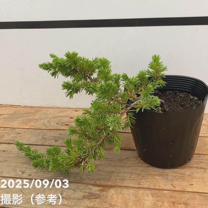 常緑・這性(はいせい)コニファー ブルーパシフィック 5号 ※お届けに10日程度かかる場合がございます。|花木10-TN