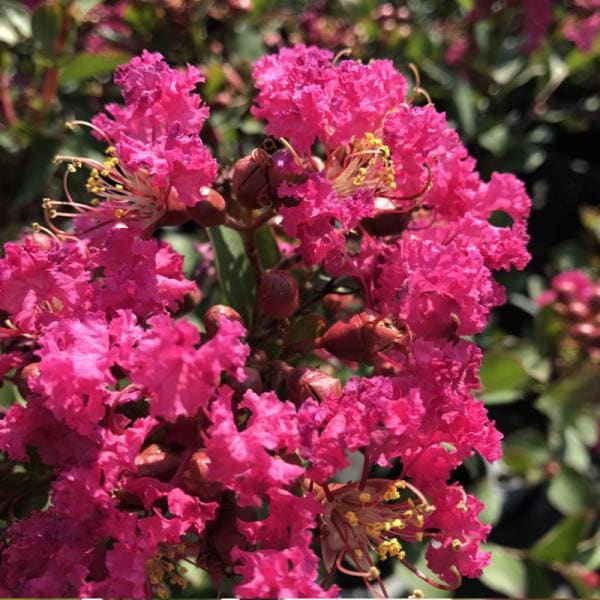 サルスベリ WithLove キス 5号|花木10-TU