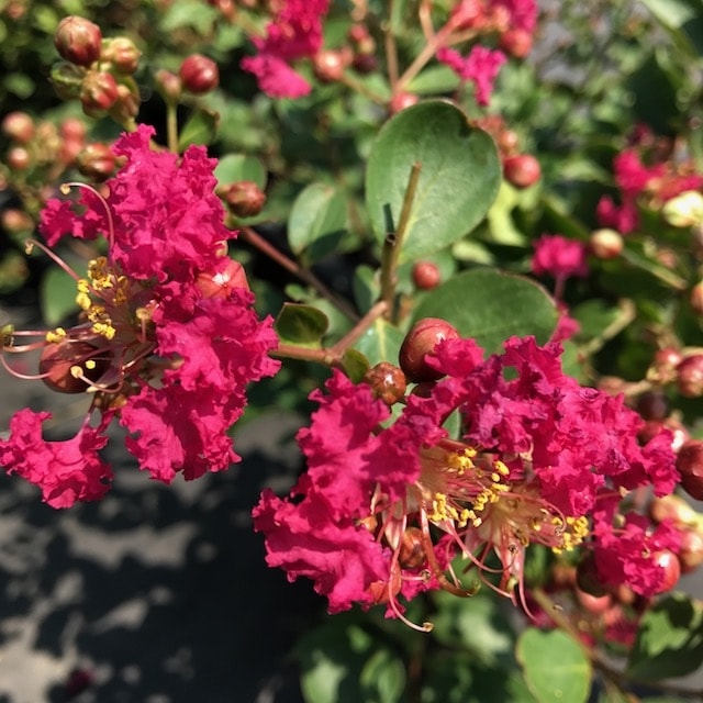 サルスベリ WithLove チェリー 5号｜花木10-TU