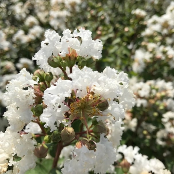 サルスベリ WithLove ヴァージン 5号｜花木10-TU