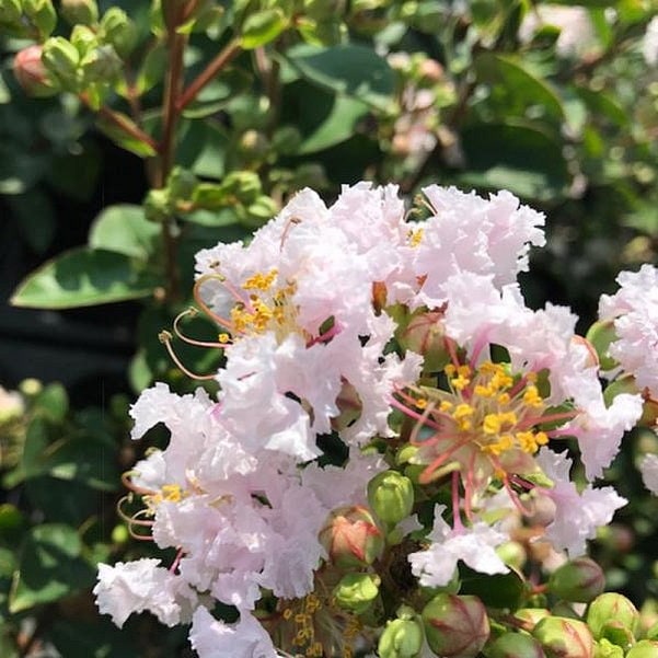 サルスベリ WithLove ベイブ 5号ポット｜花木10-TU