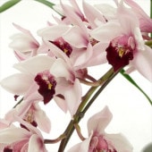 洋蘭 洋ラン シンビジウム ワインシャワー ファイヤービレッジ 6.5寸 5