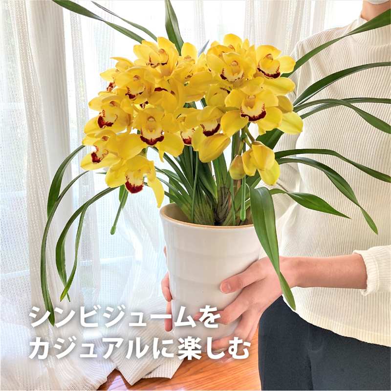 テーブルシンビジューム 黄色 2本立アーチ 5号 お届けに8日程度いただくことがございます Sa 10洋蘭 ギフト 胡蝶蘭 洋ラン 赤塚植物園オンライン 花の音