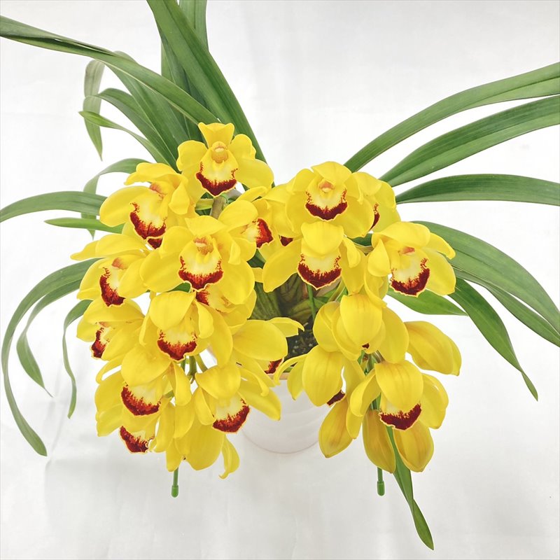 テーブルシンビジューム 黄色系 2本立アーチ 5号 ※お届けに10日程度かかる場合がございます。｜洋蘭10-SA