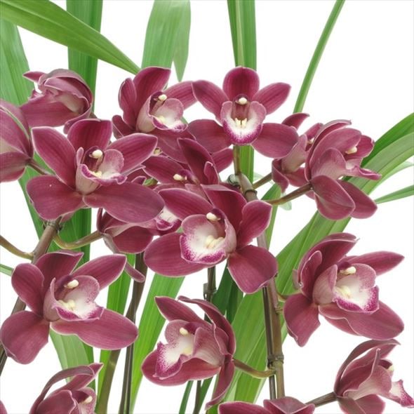 テーブルシンビジューム 赤～濃い目ピンク 2本立アーチ ファイヤービレッジ