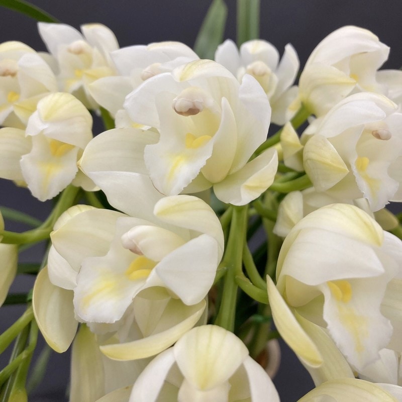 テーブルシンビジューム 白 3本立アーチ ヤマナシリバティー”イージー ブリージー” 5号 ※お届けに10日程度かかる場合がございます。｜洋蘭10-SA