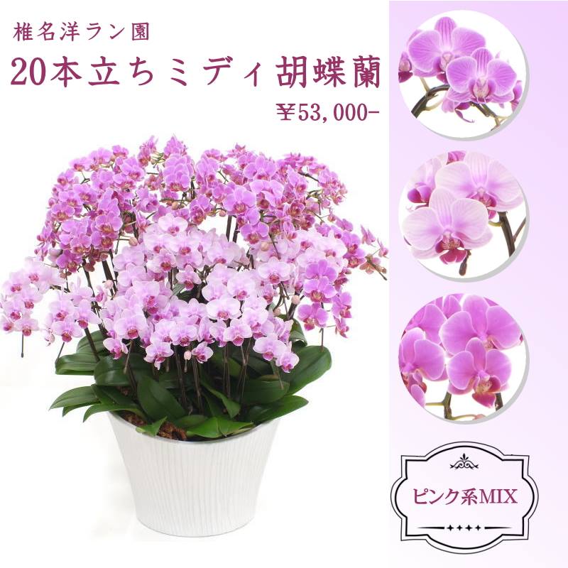 ミディー系 コチョウラン 20本立ち（ピンクMIX）※送料込  ※お届けに10日程度かかる場合がございます。｜洋蘭10-SI