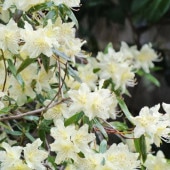 メラレウカ センテッドペーパーバーグ 5号 ※お届けに10日程度かかる