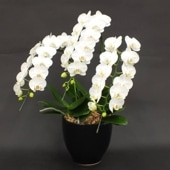 受賞歴多数！椎名洋ラン園のミディ胡蝶蘭 3本立ち ※送料込｜洋蘭