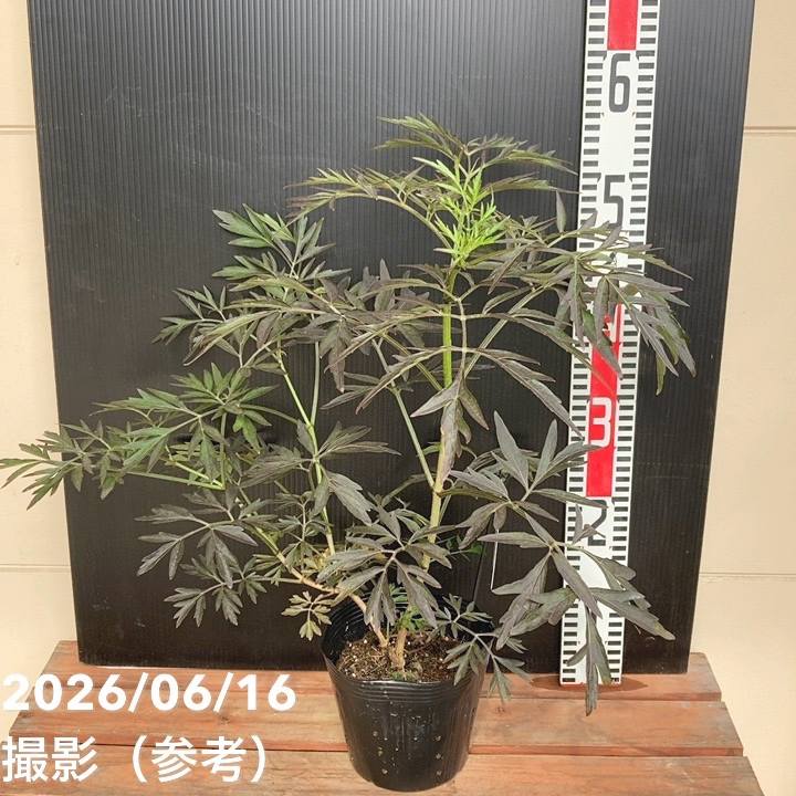 西洋ニワトコ