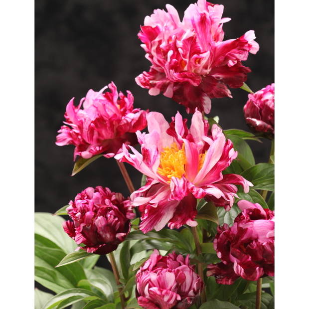 芍薬 アメリカシャクヤク 4号ロング サーカスサーカス|草花04-PA