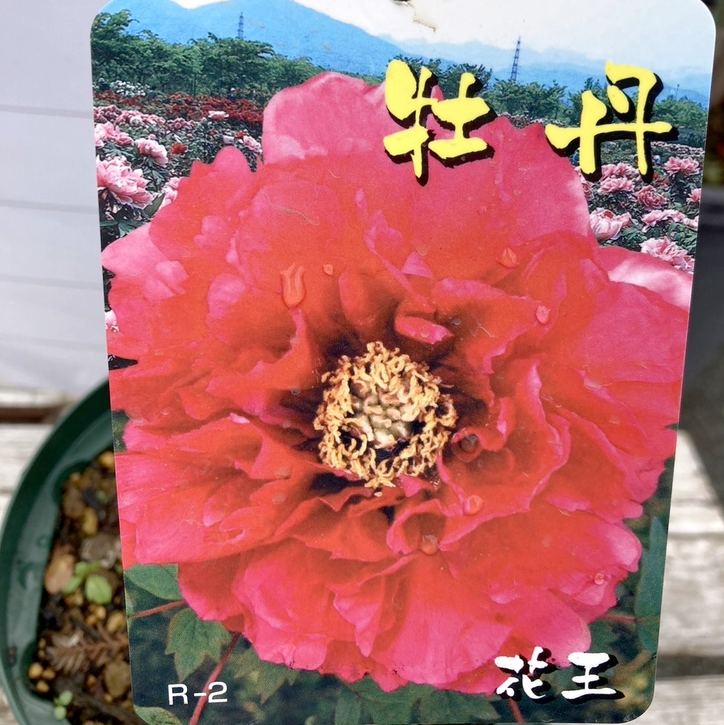 牡丹  6号 花王｜花木04-PA