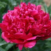 芍薬 アメリカシャクヤク 4号ロング ピンクスプライザー｜草花04-PA