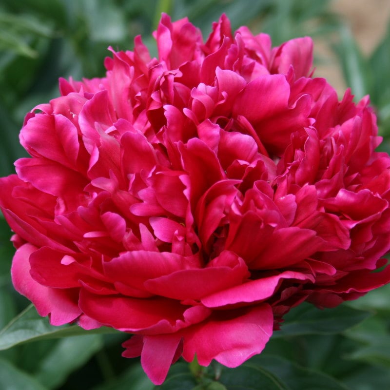 芍薬 シャクヤク 7号 カールローゼンフィールド｜草花04-PA