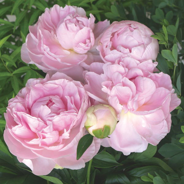 芍薬 シャクヤク 7号 かぐや姫｜草花10-TU