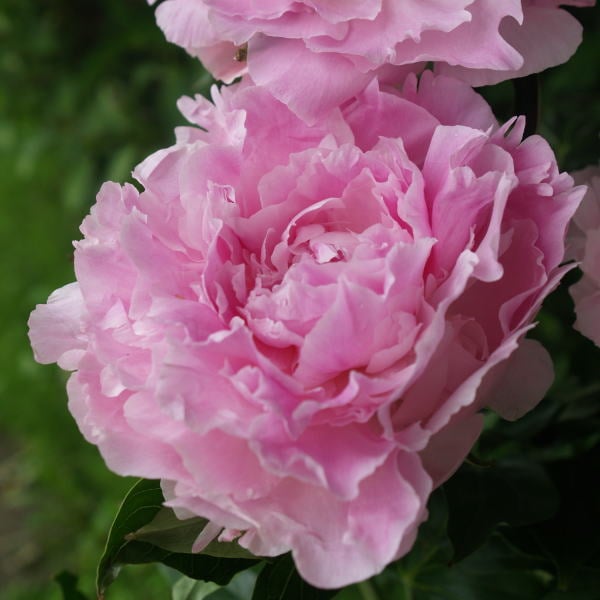 芍薬 シャクヤク 7号 ピンクジャイアント|草花04-PA