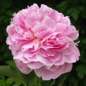 予約】芍薬 シャクヤク 7号 マダムクロードダン※2026年11月下旬以降