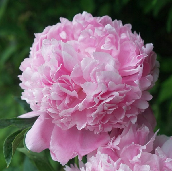 芍薬 シャクヤク 7号 ムッシュ ジュリスエリー｜草花10-TU