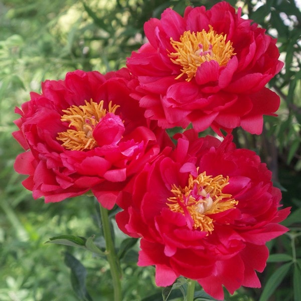 芍薬 シャクヤク 7号 ラズベリーチャーム｜草花10-TU